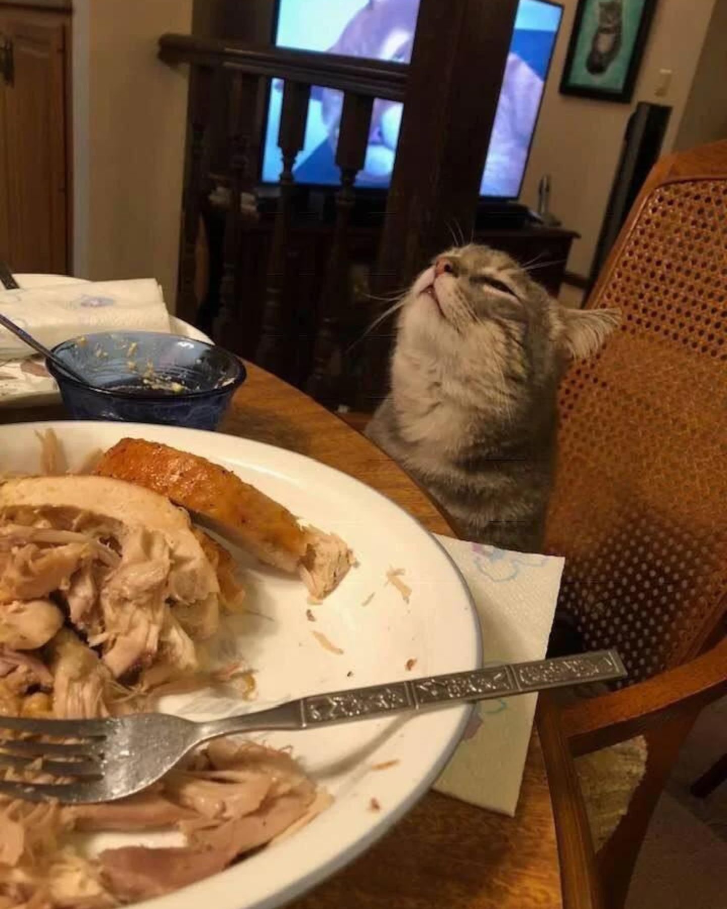 cat at dinner table