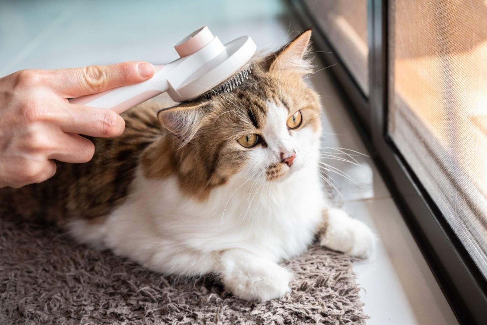 cat being brushed