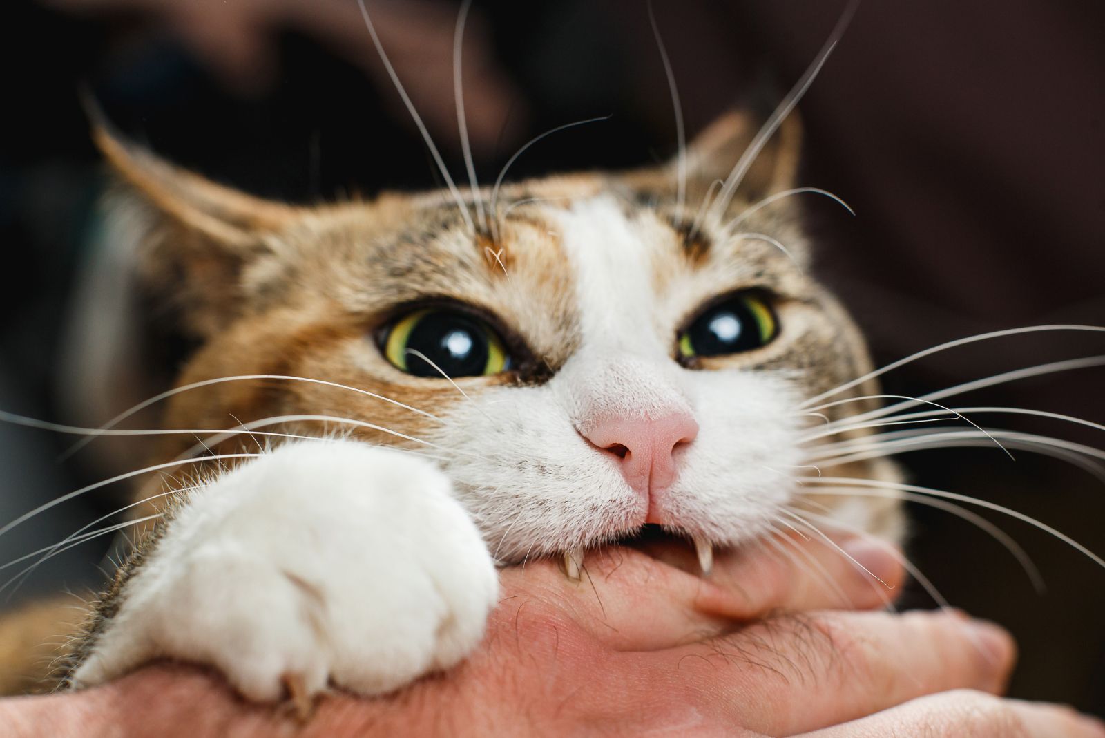 cat bite hand