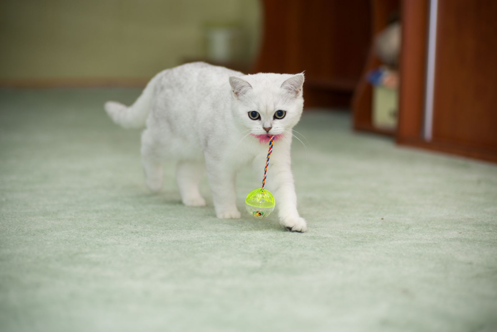 cat carries toy