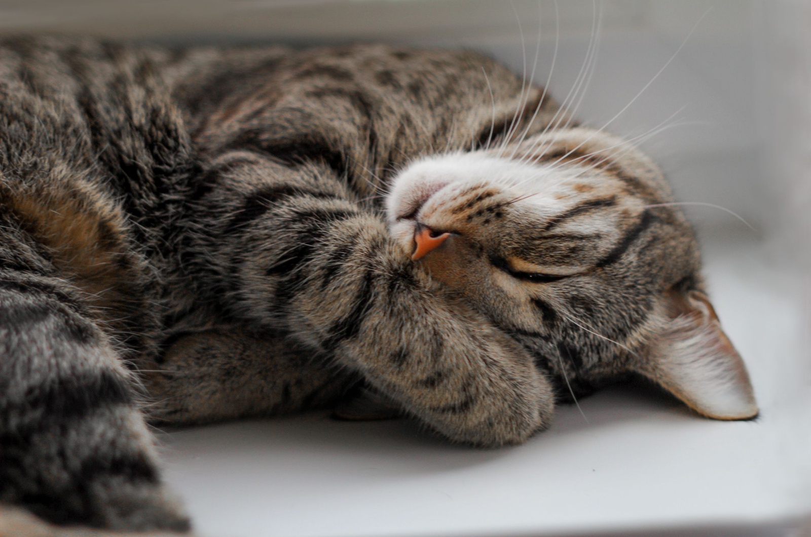 cat covering eyes with paws