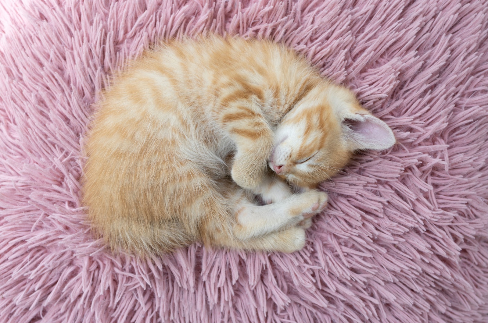 cat curled up in a ball