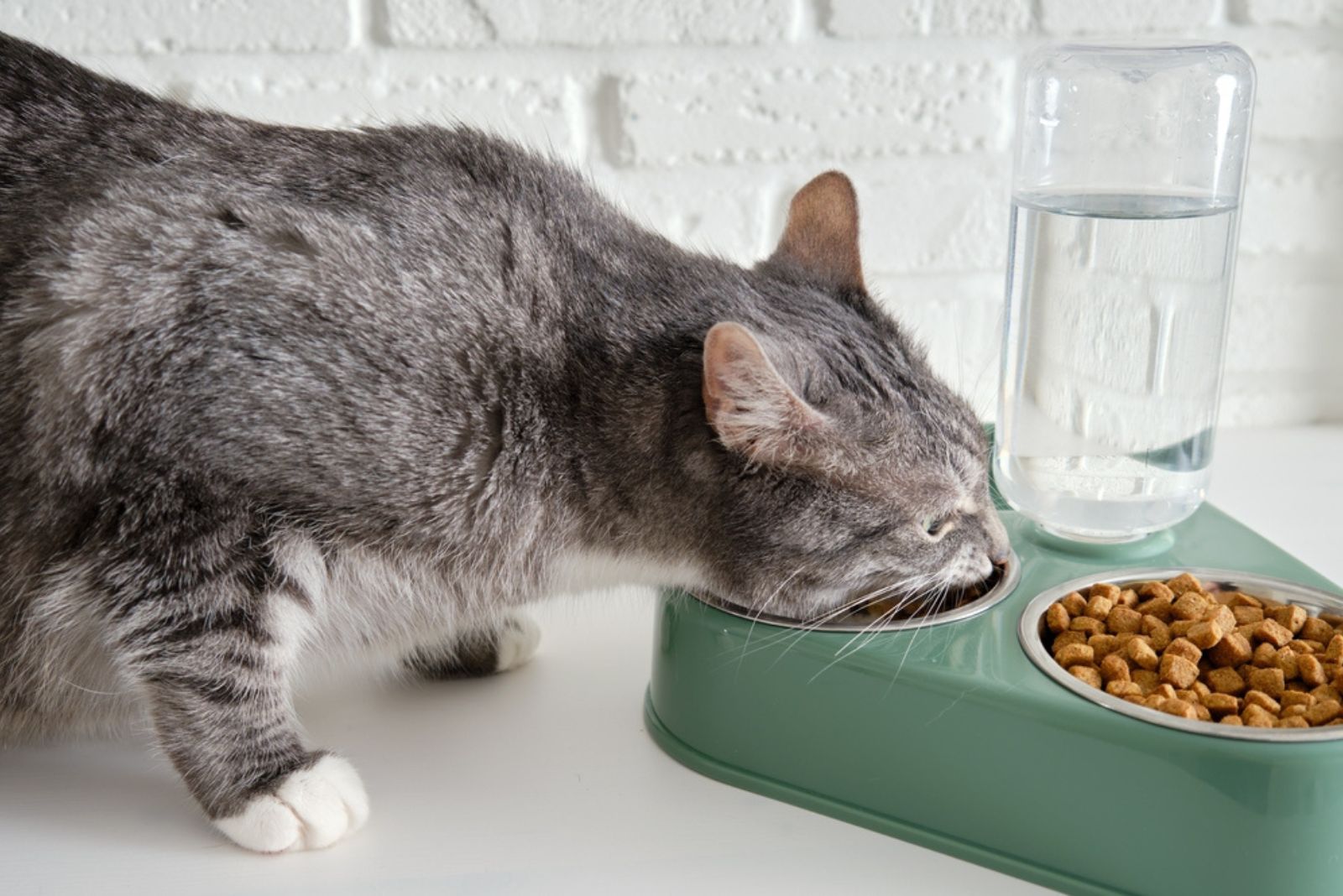 cat eating food