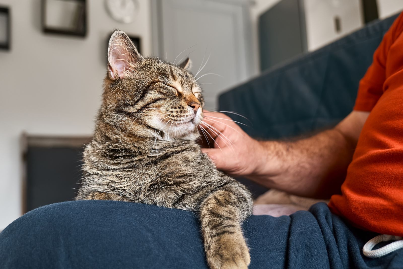 cat enjoying cuddling