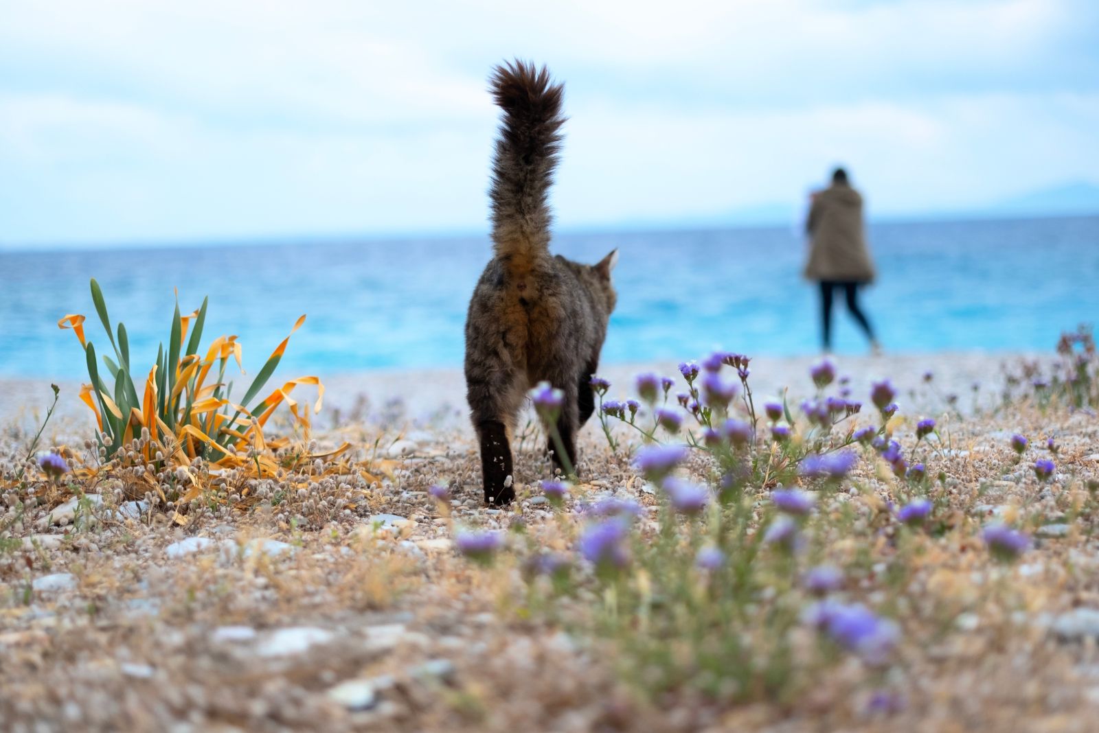 cat follows woman