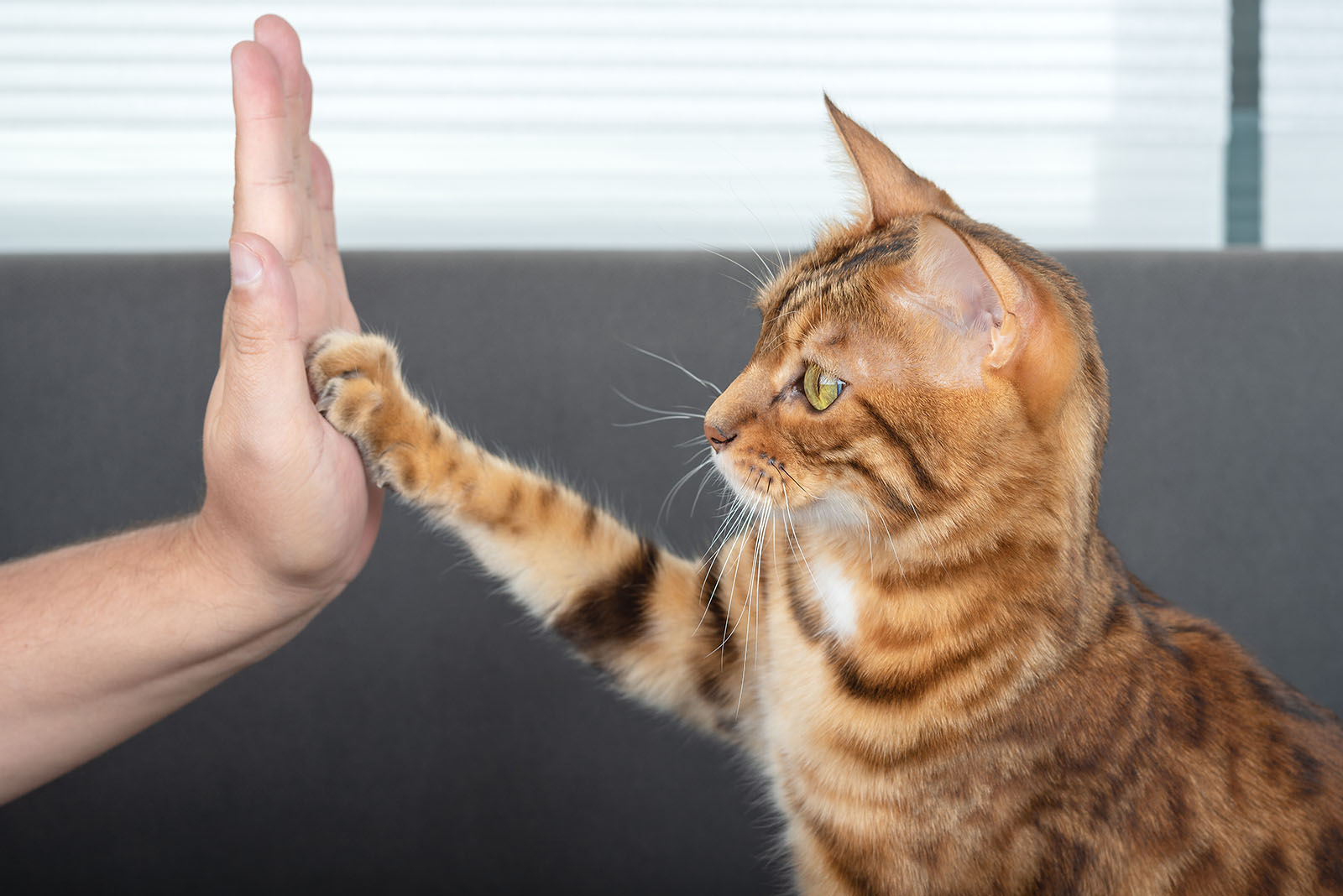 cat giving high five to woman