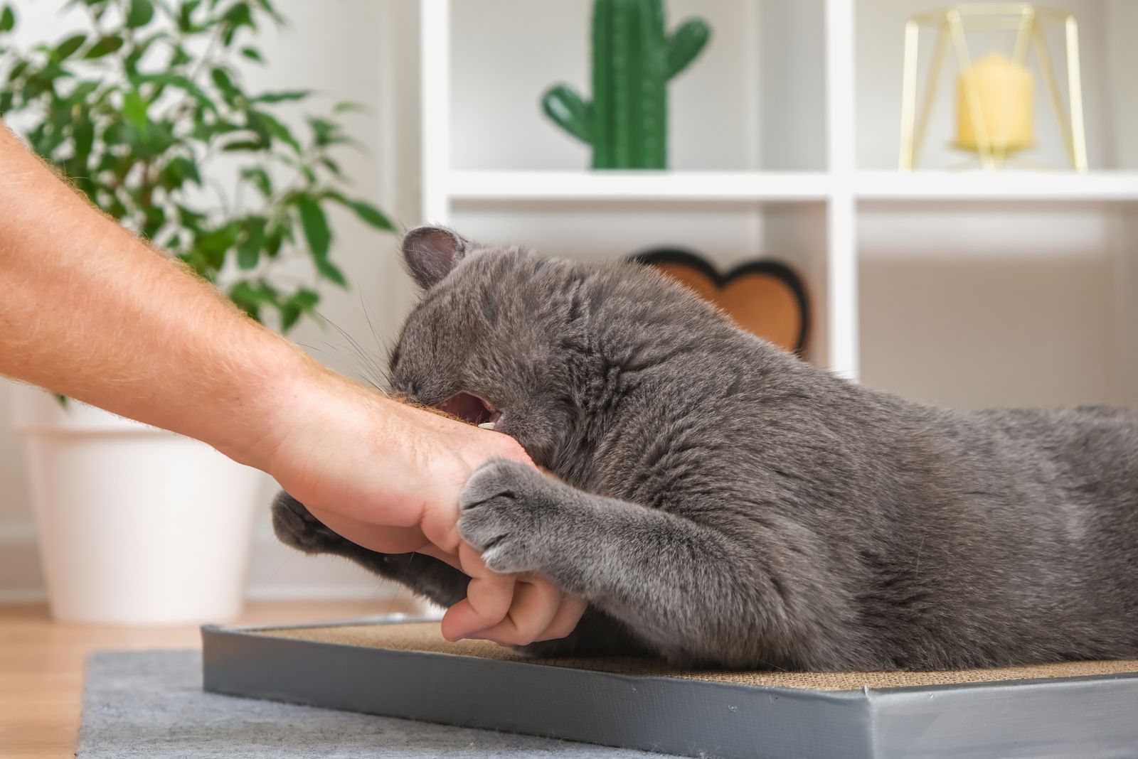 cat grabbing owners hand