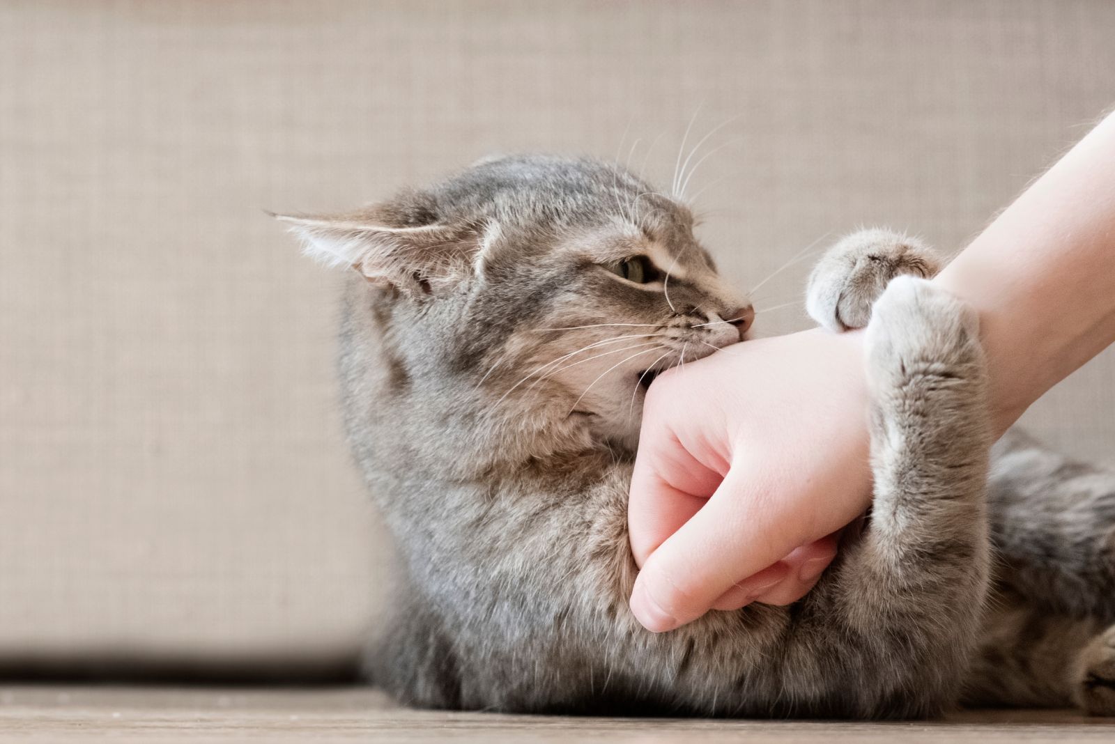 cat grabs and bites hand