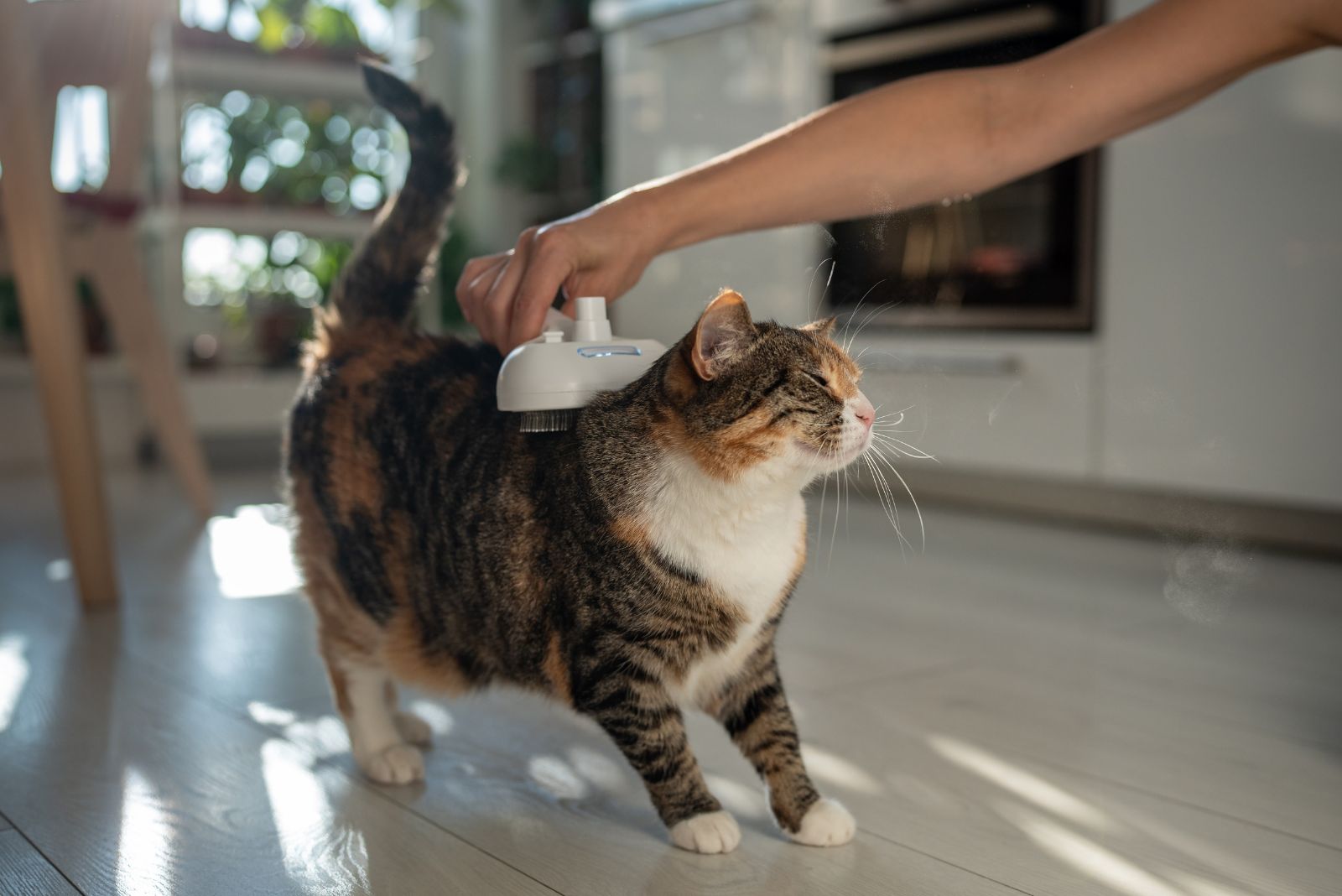 cat groomed with brush