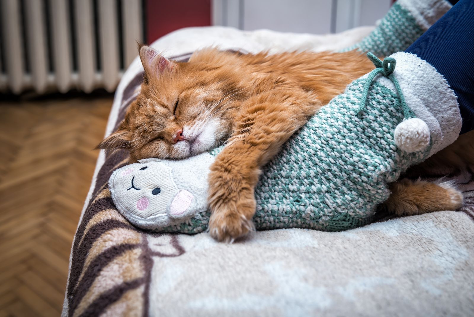 cat hugging feet