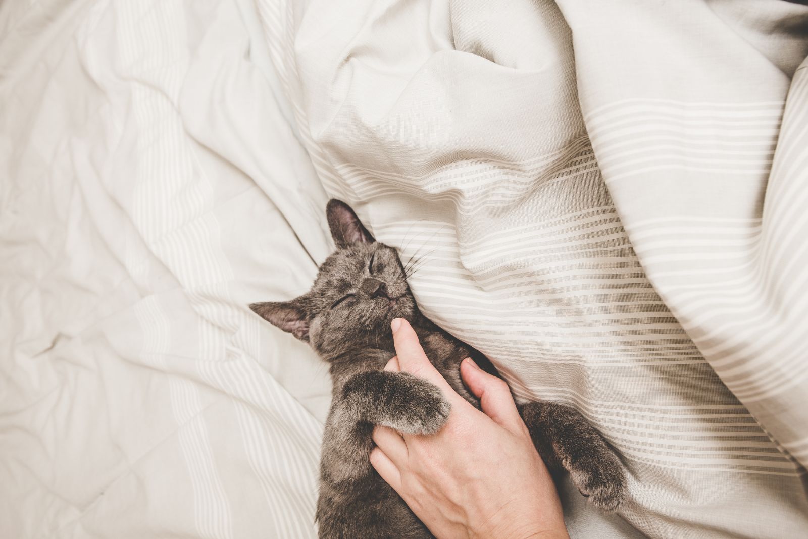 cat hugging hand