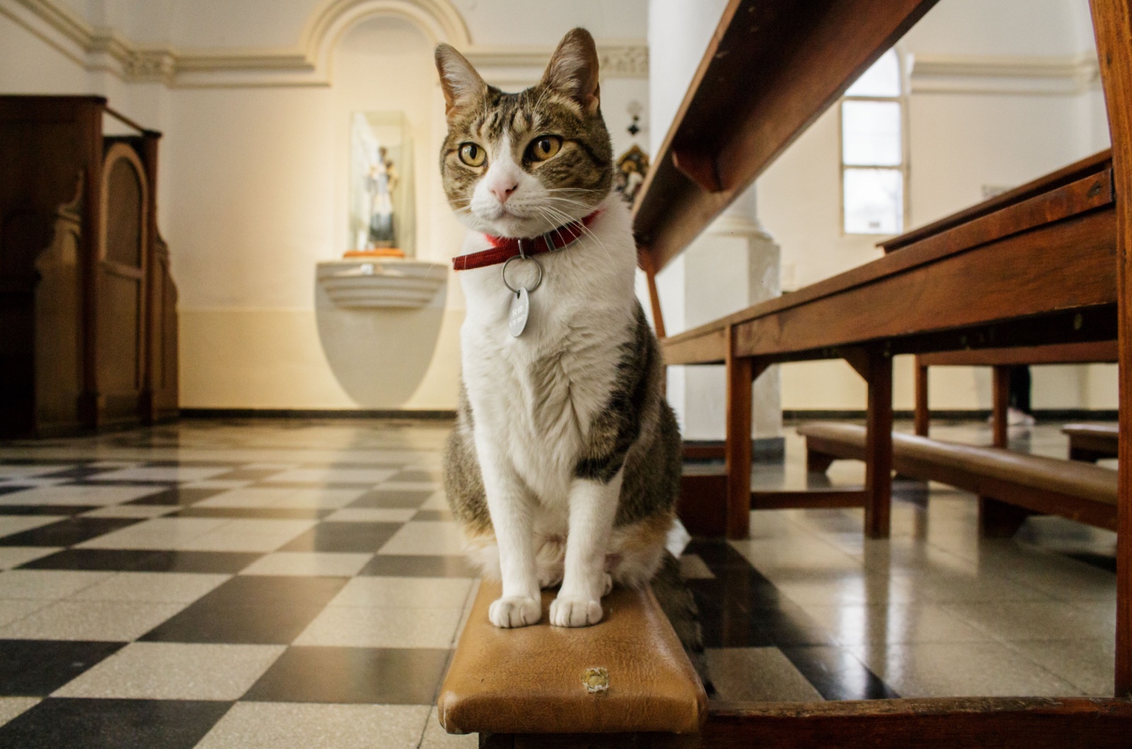 cat in church