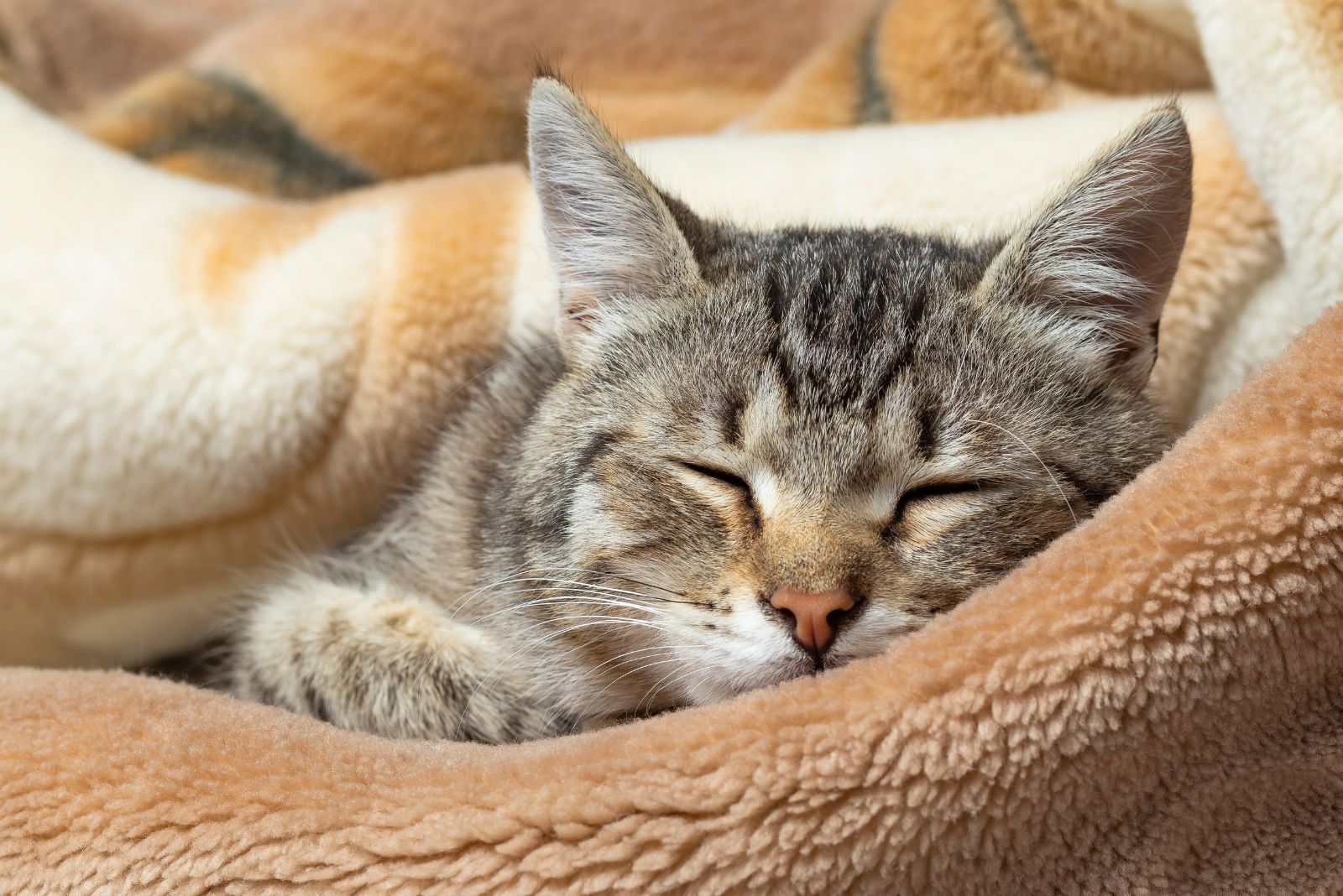 cat in cozy bed