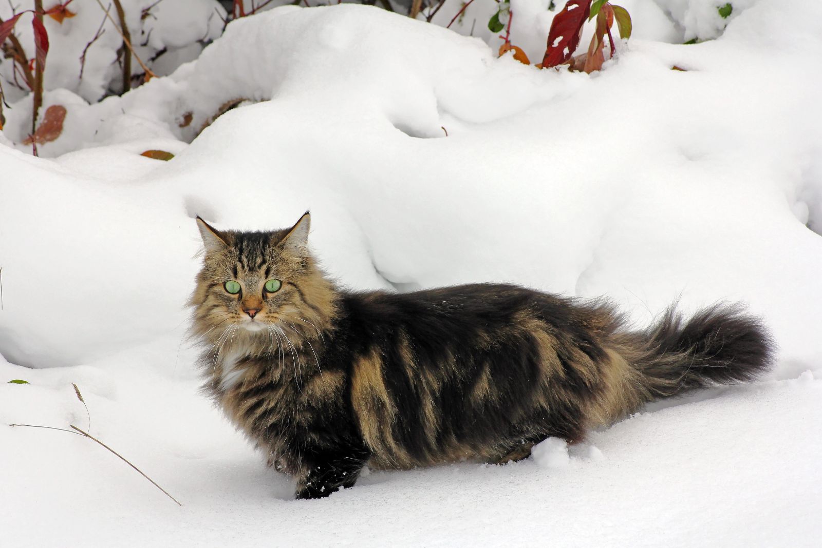 cat in snow