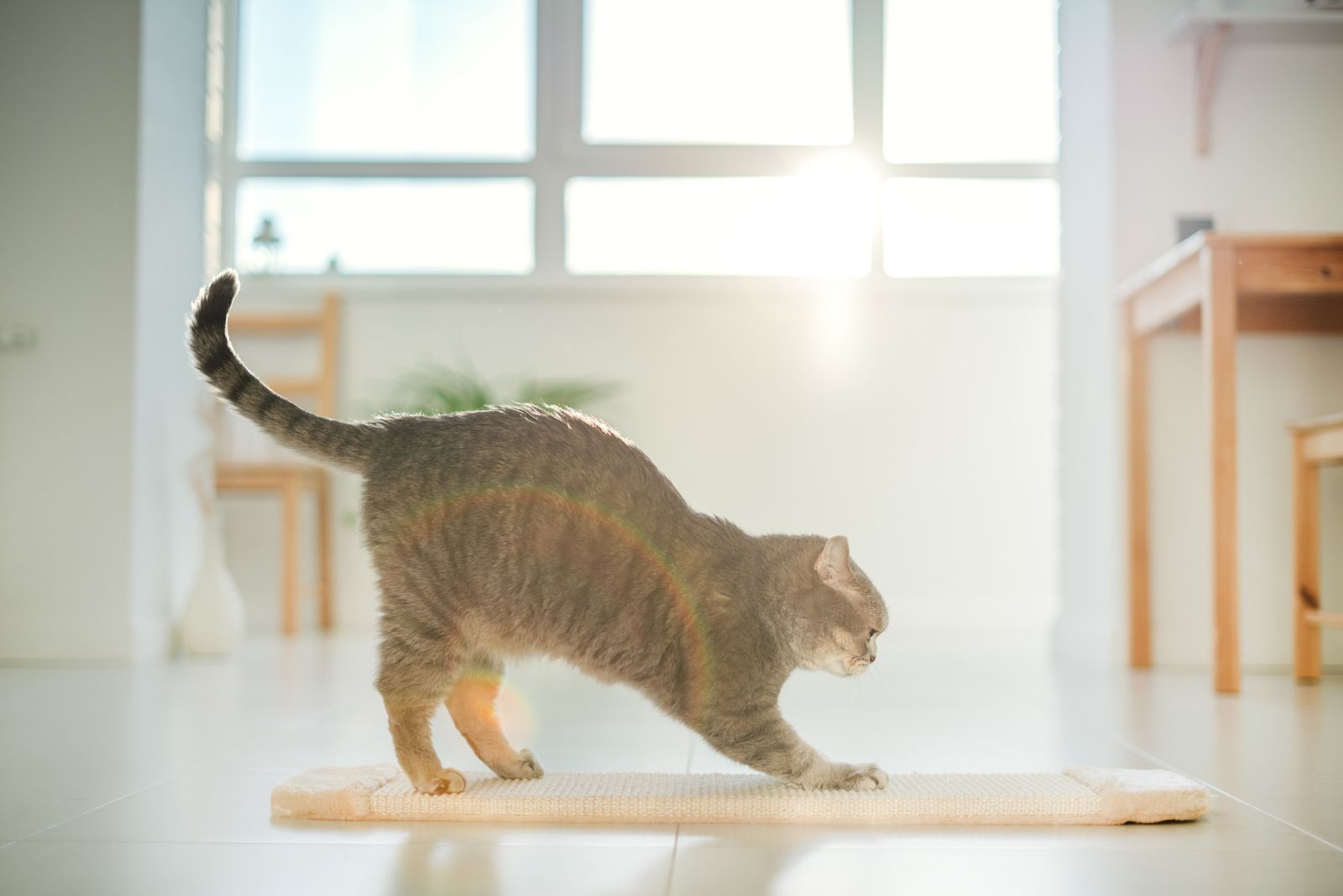 cat kneading carpet