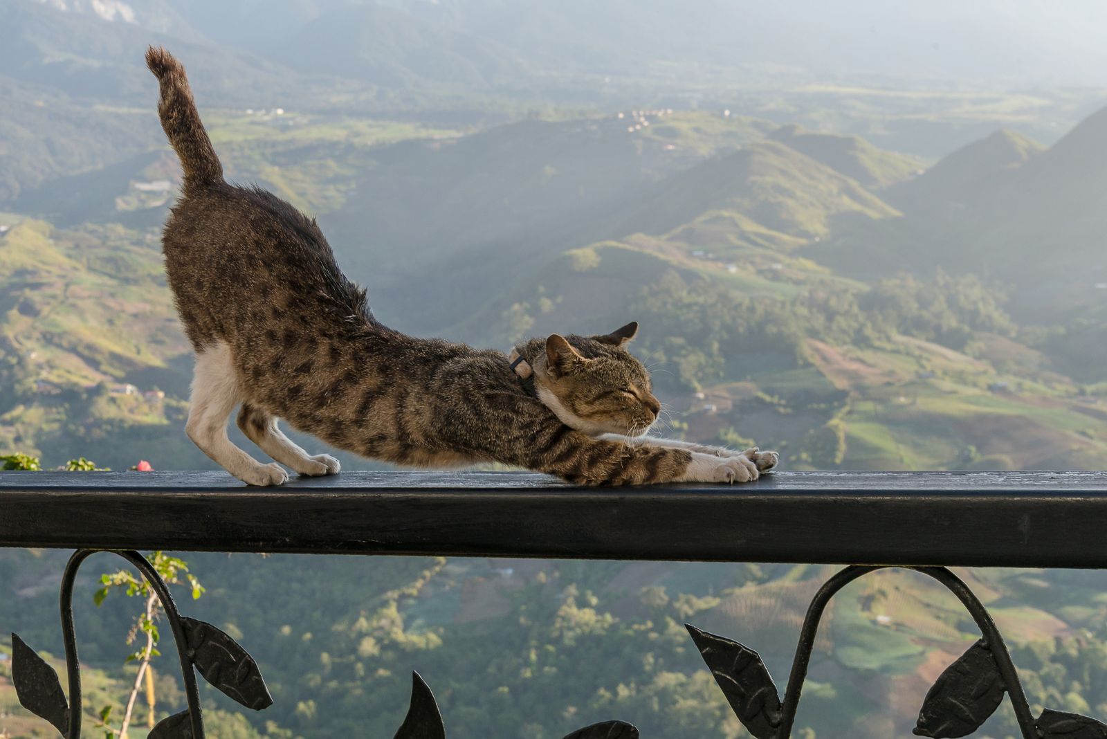 cat kneading on fence