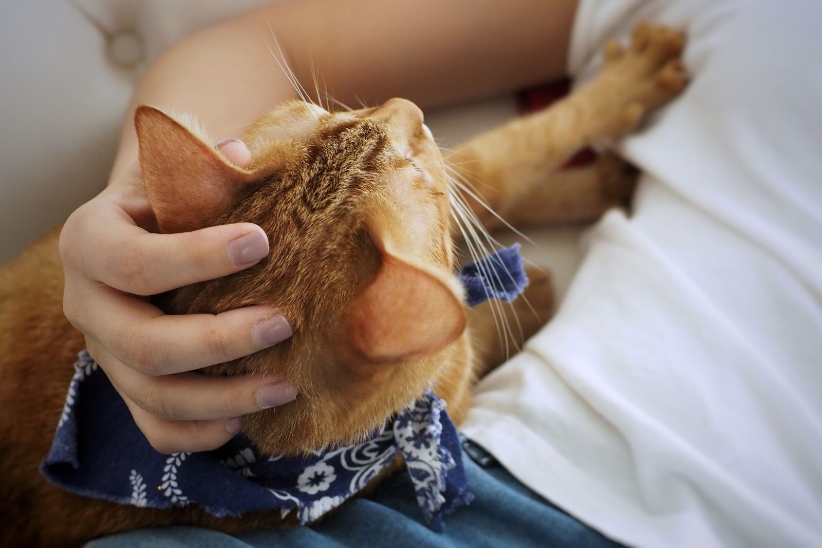 cat kneading owner