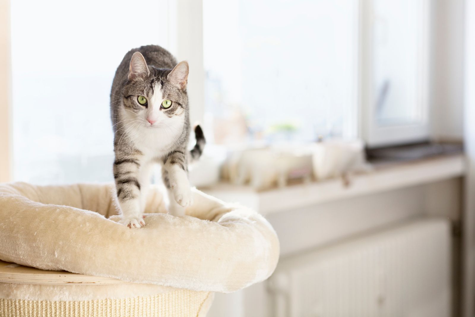 cat kneading pillow