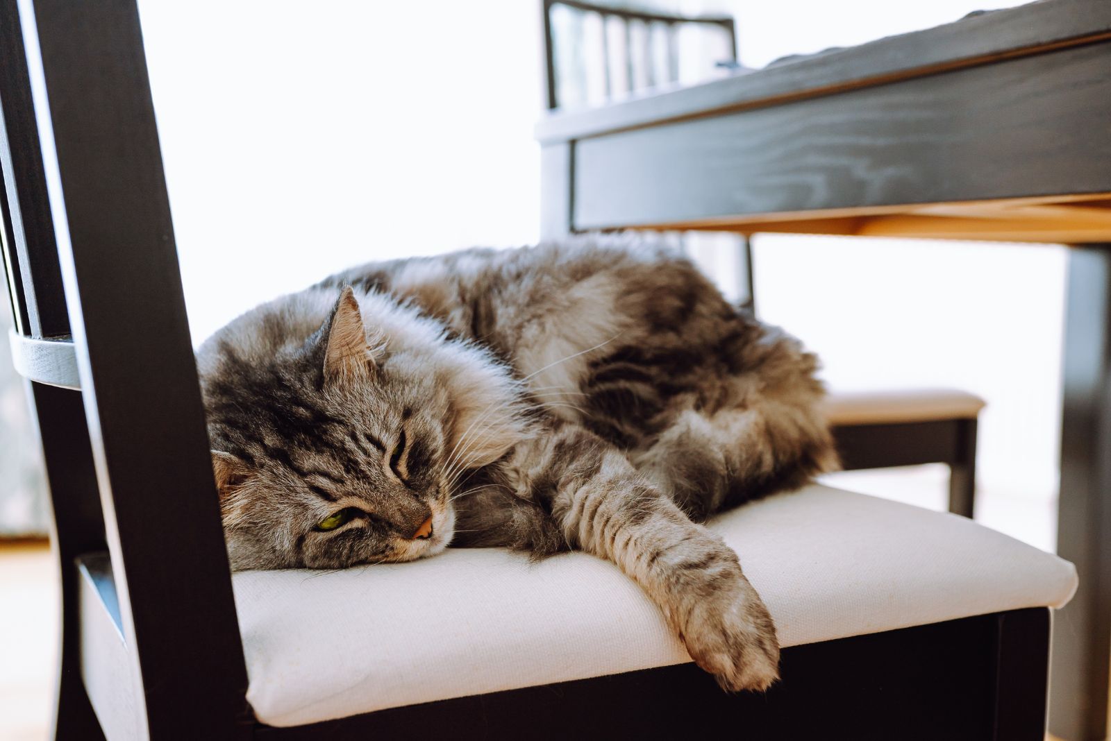 cat laying on a chair