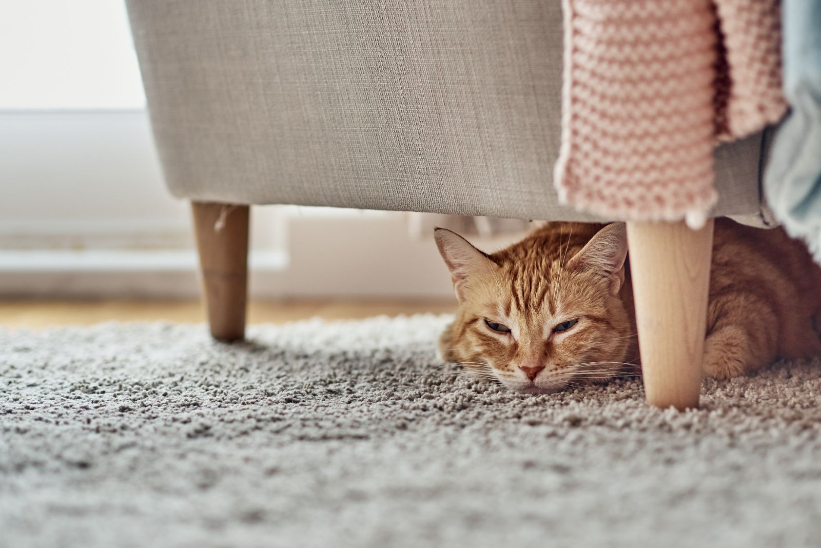 cat laying under the chair