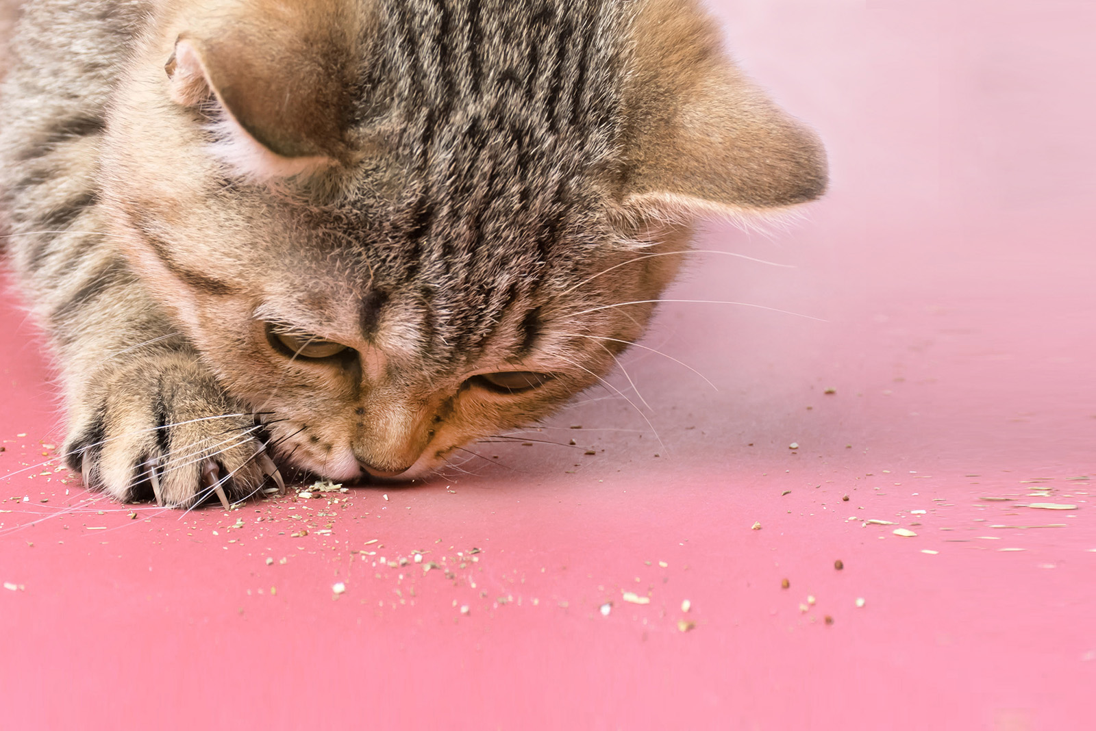 cat licking pink floor