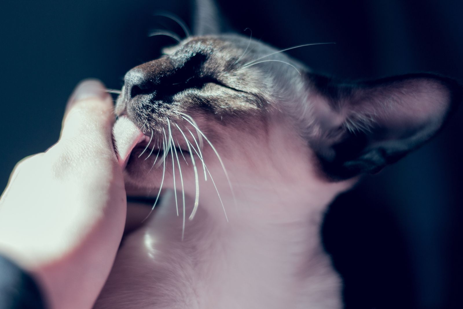 cat licks hand