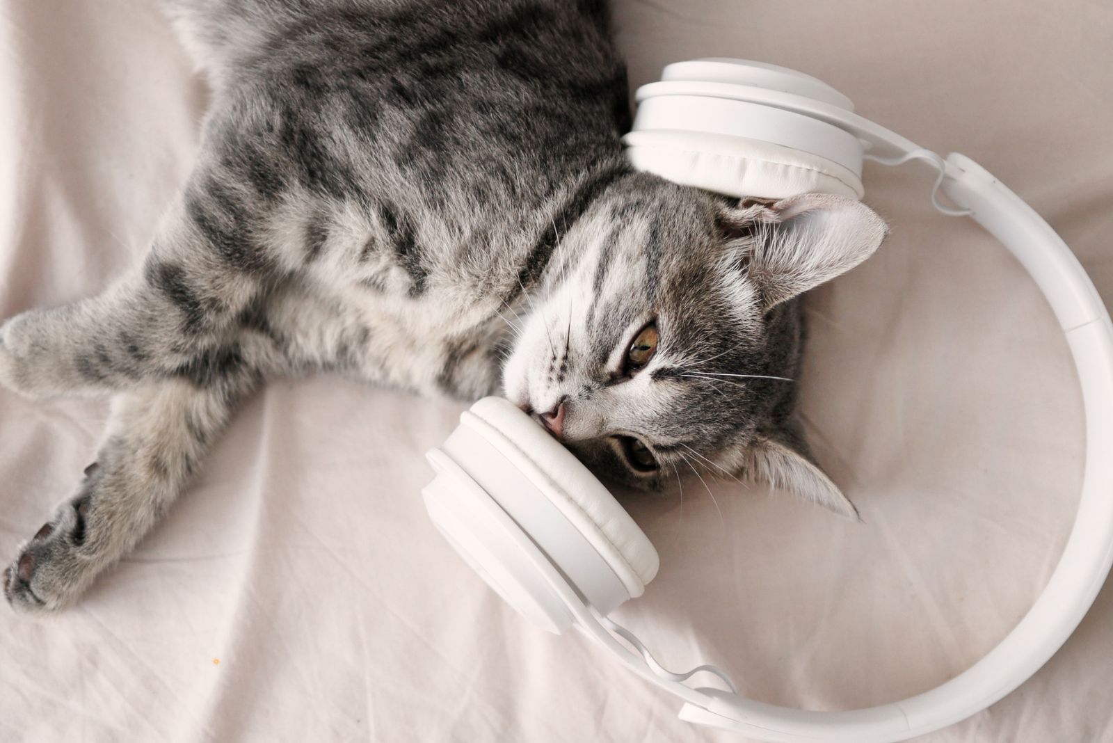 cat listening to music