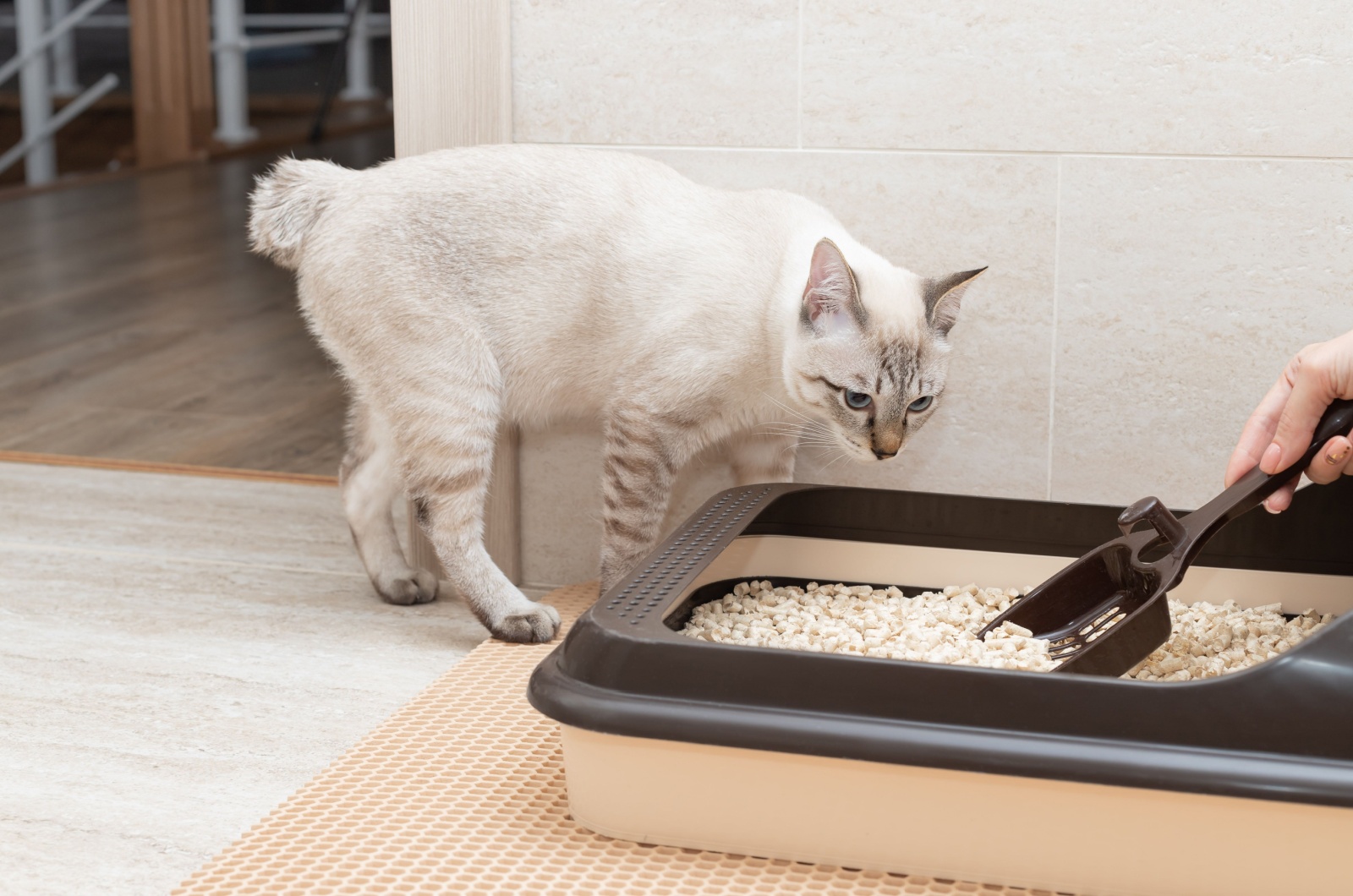 cat looking at litter box