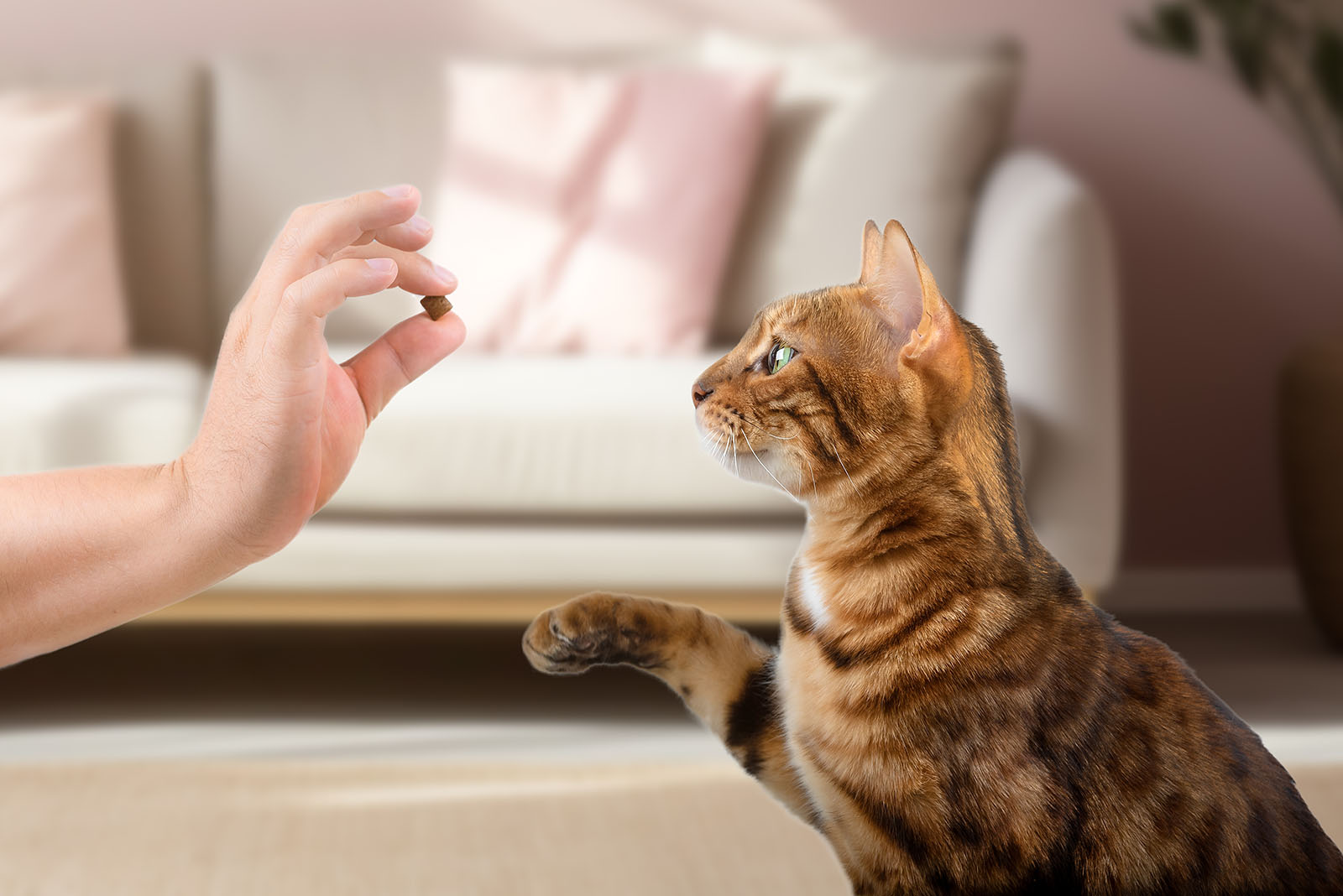 cat looking at treat in hand