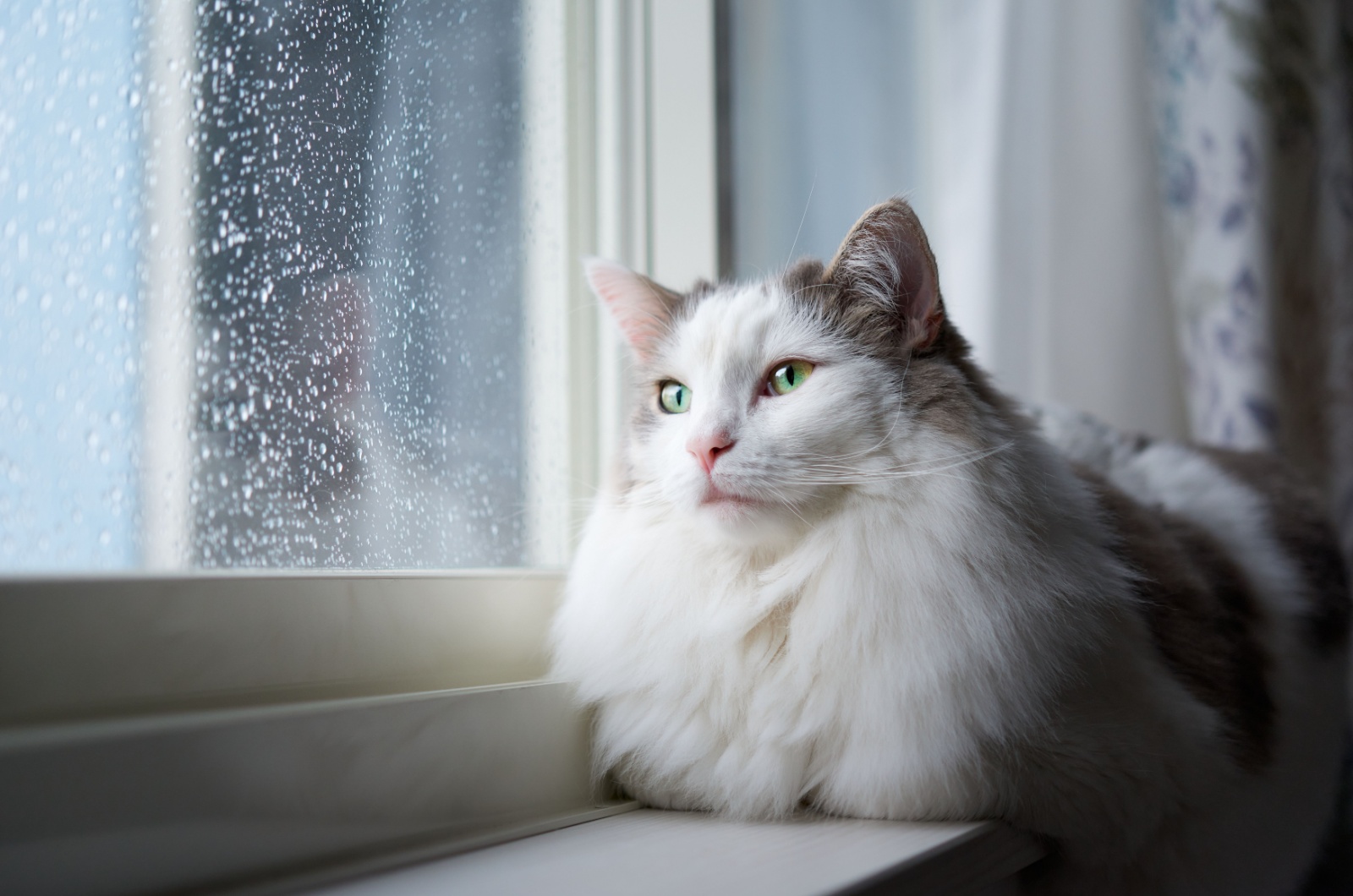 cat looking out the window