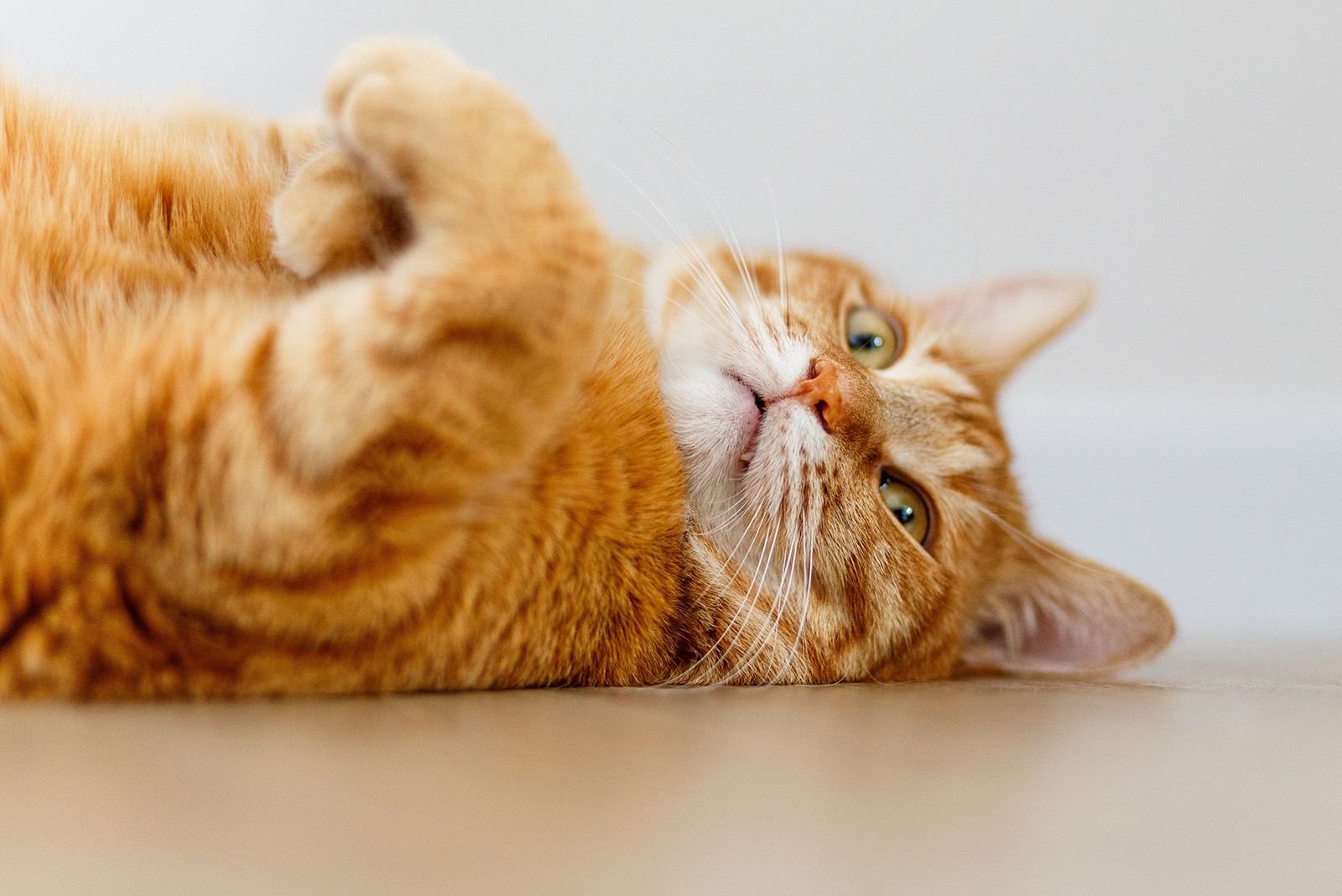 cat lying on her back