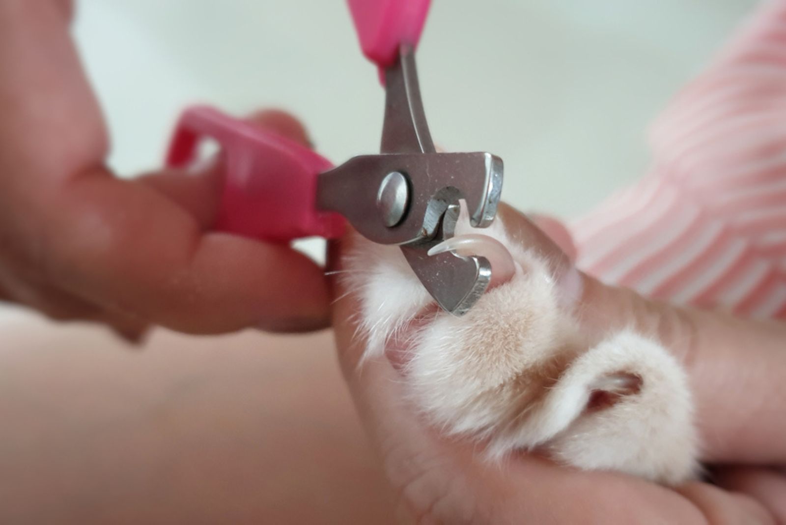 cat nail clippers