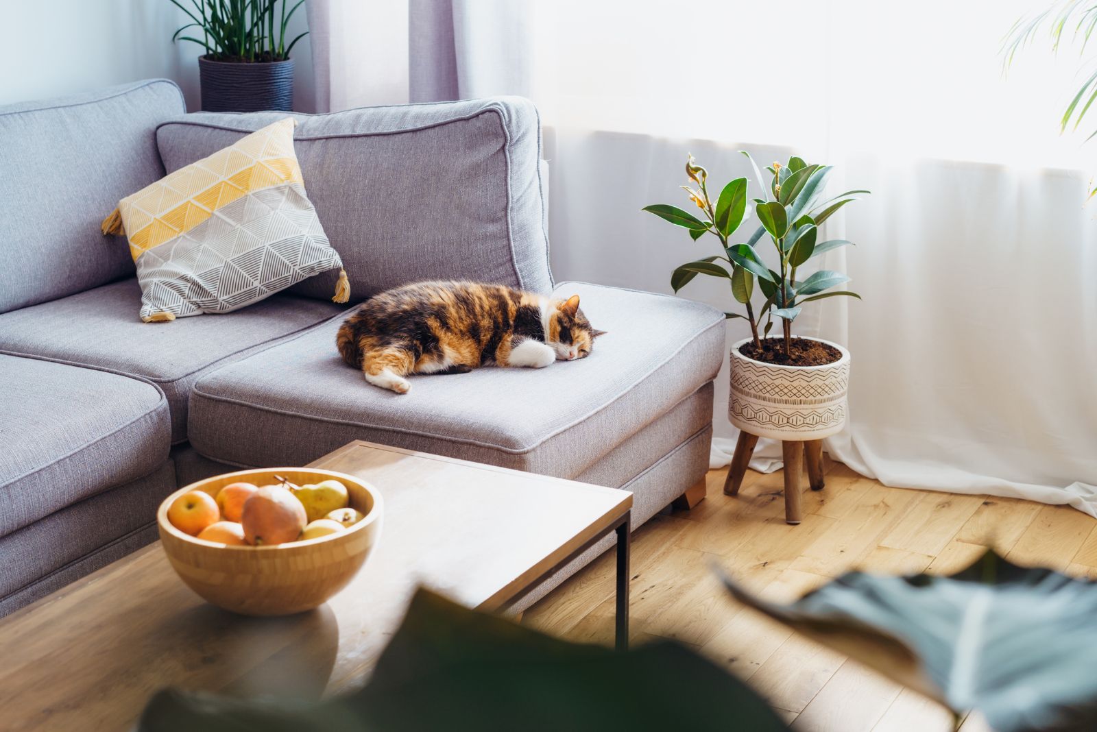 cat napping on couch