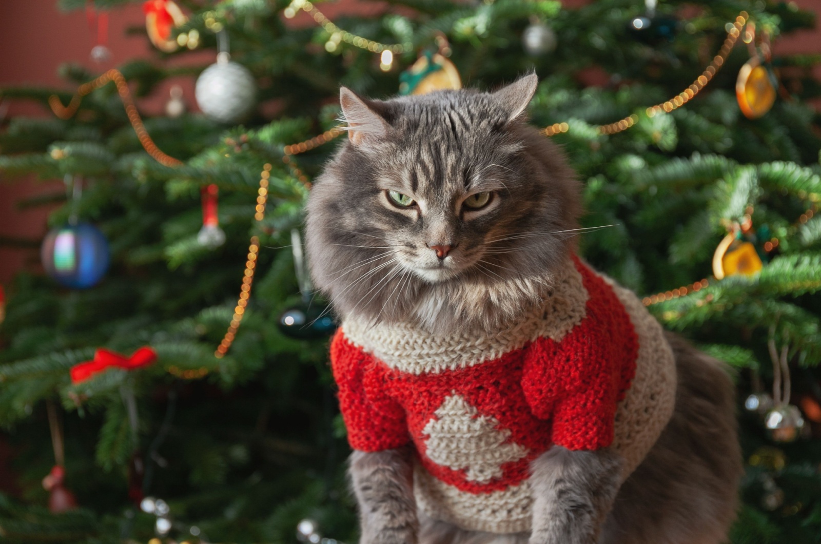 cat next to a christmas tree