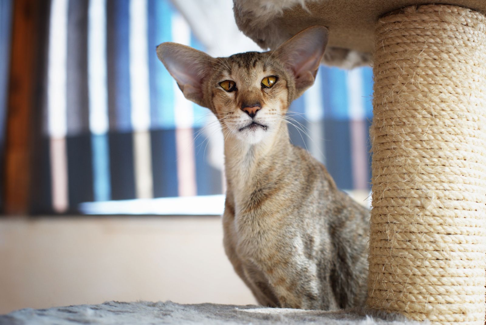 cat next to cat scratcher