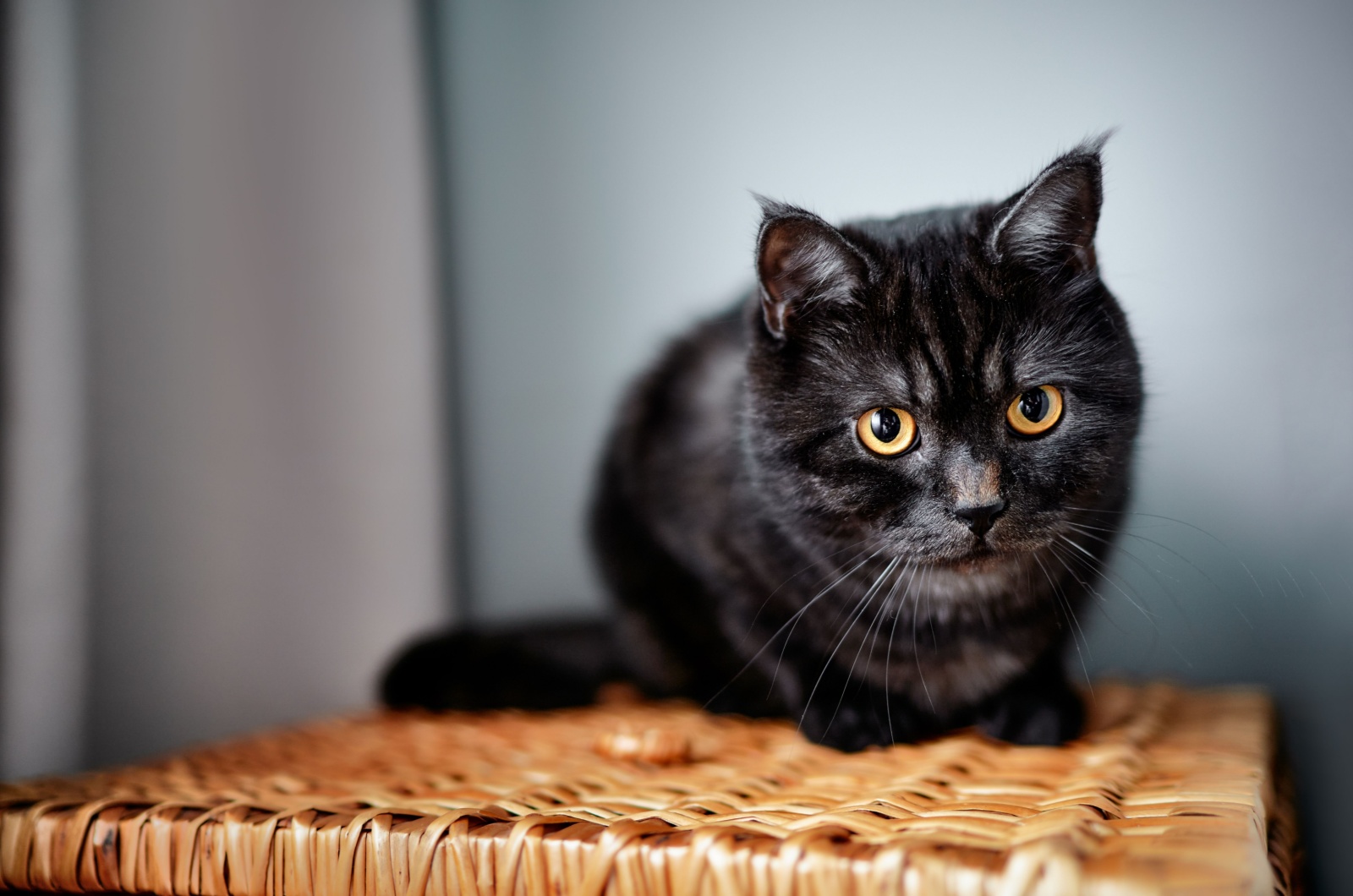 cat on a basket