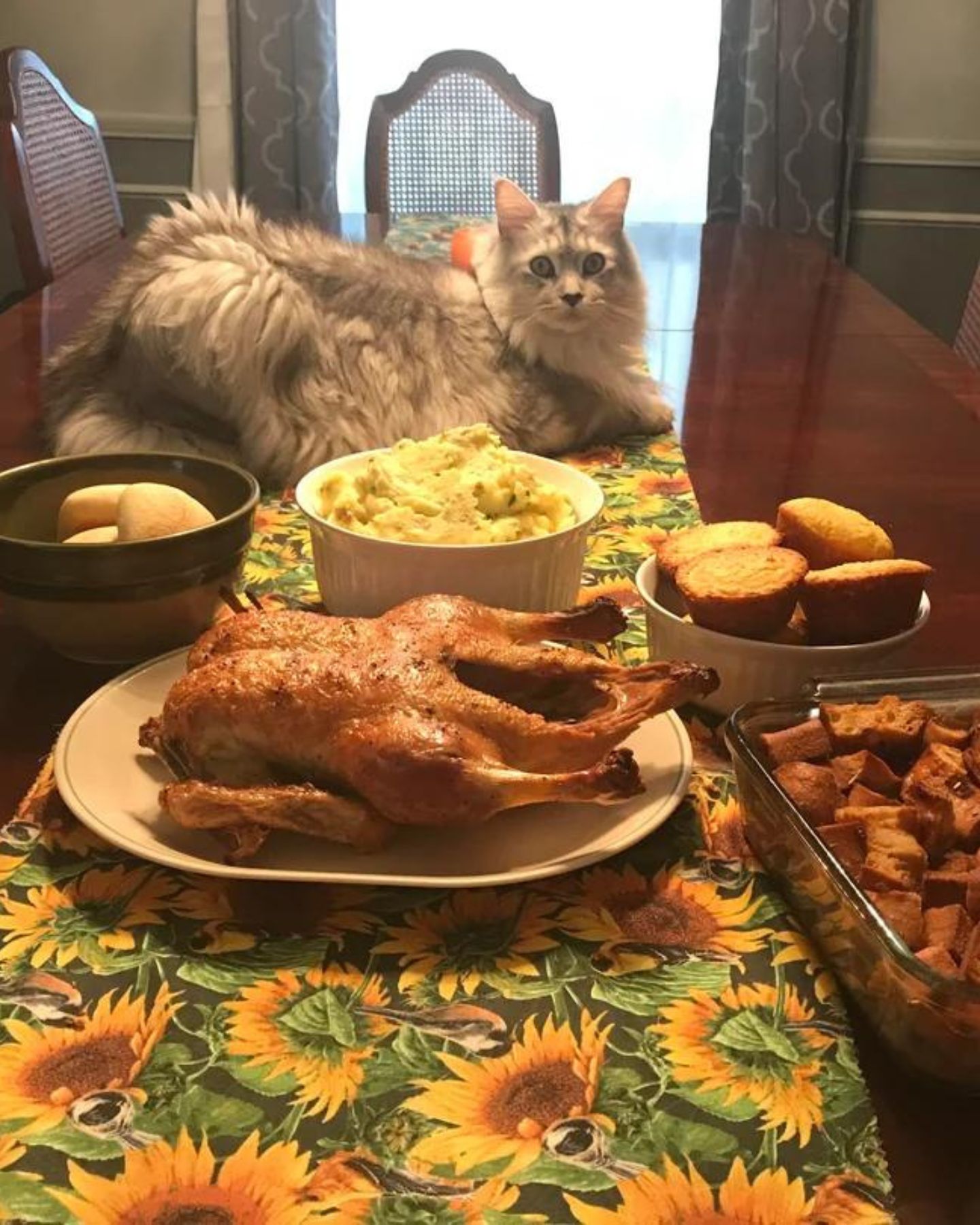 cat on a table with food