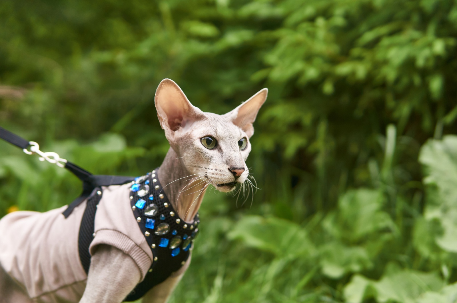 cat on leash