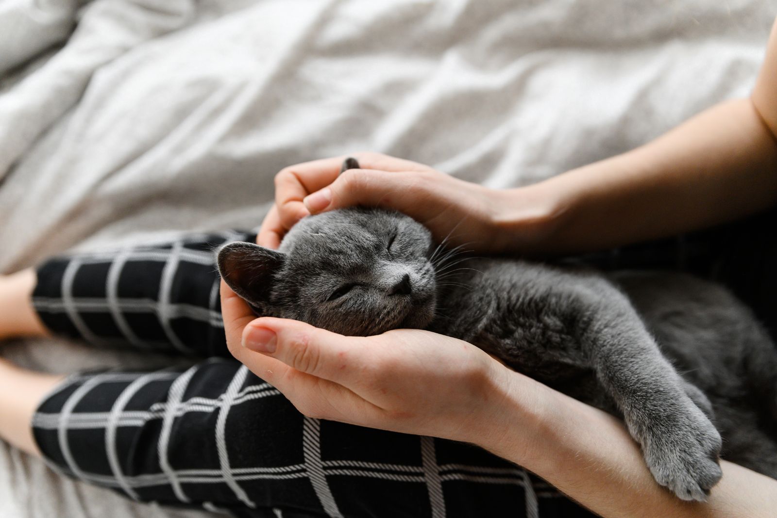 cat on owners lap