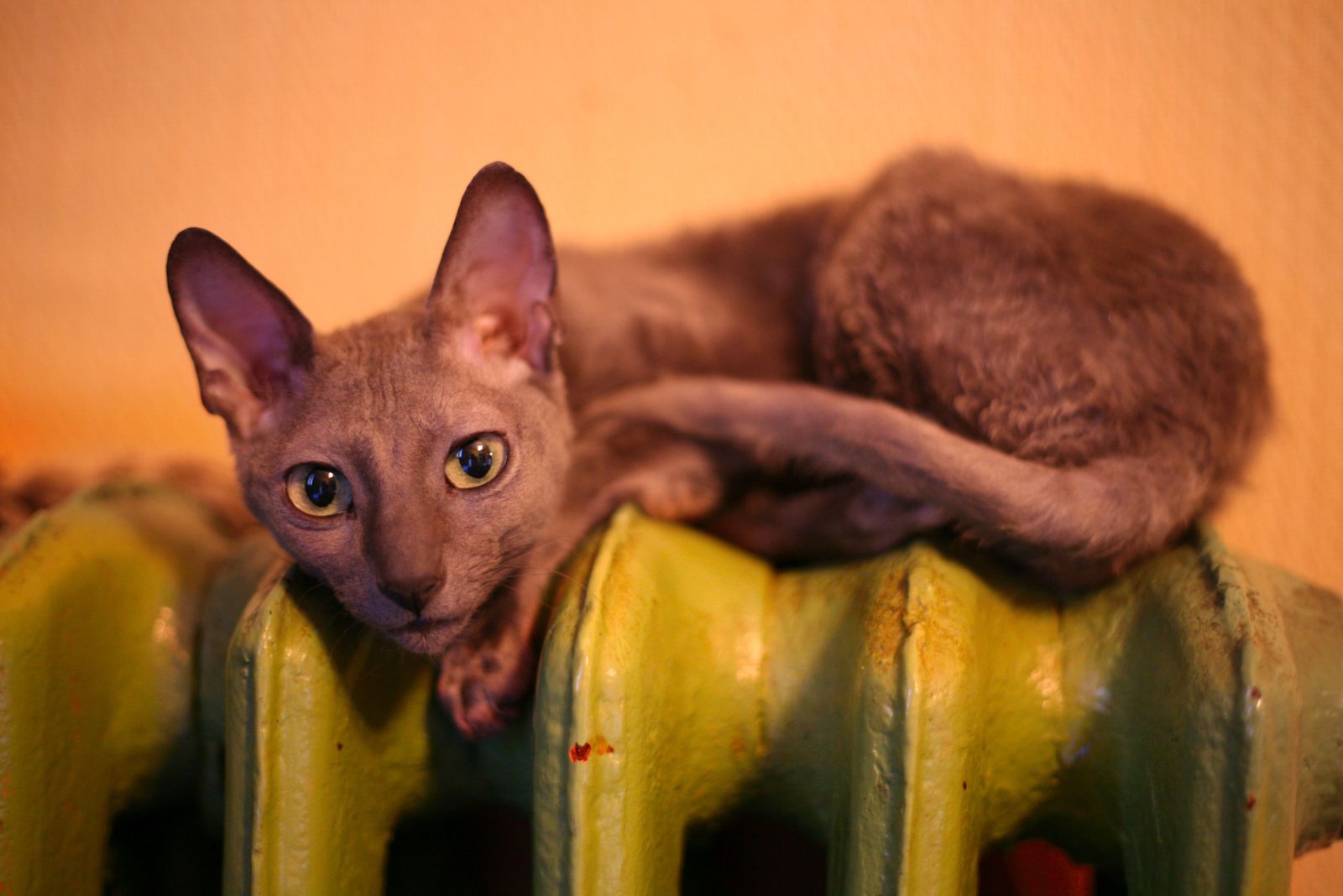 cat on radiator