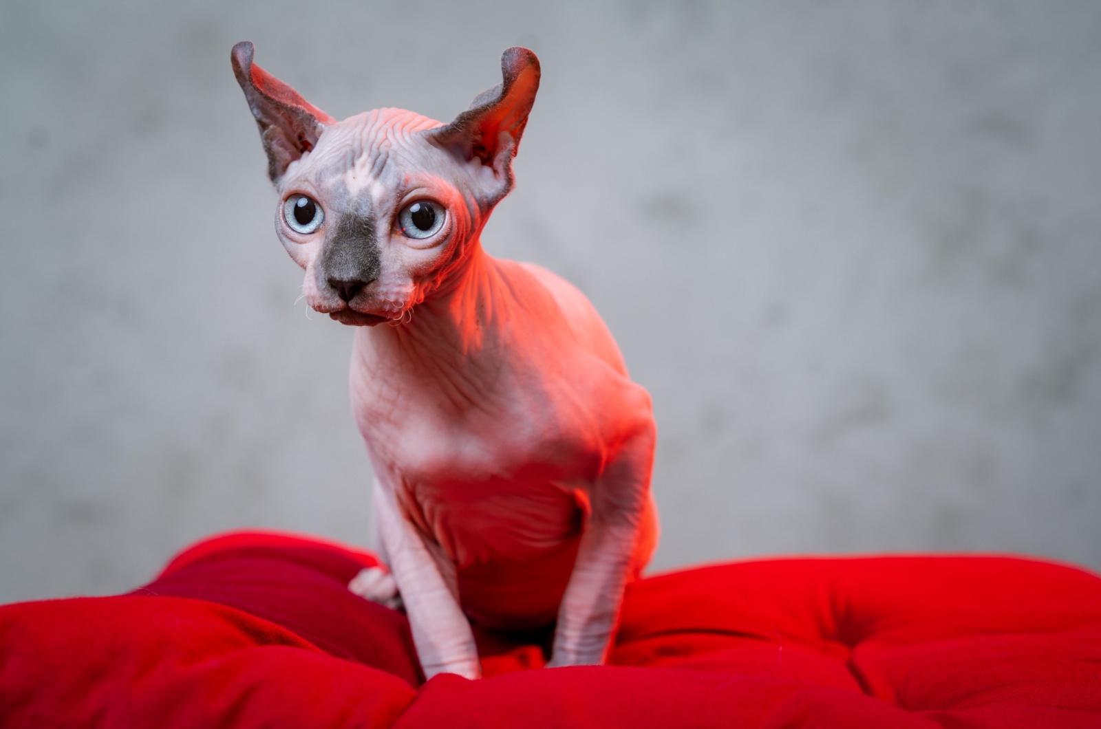 cat on red blanket