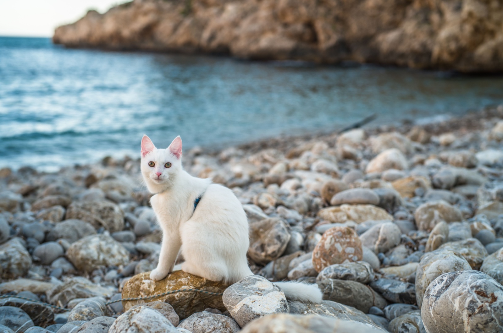 cat on rocks by the sea