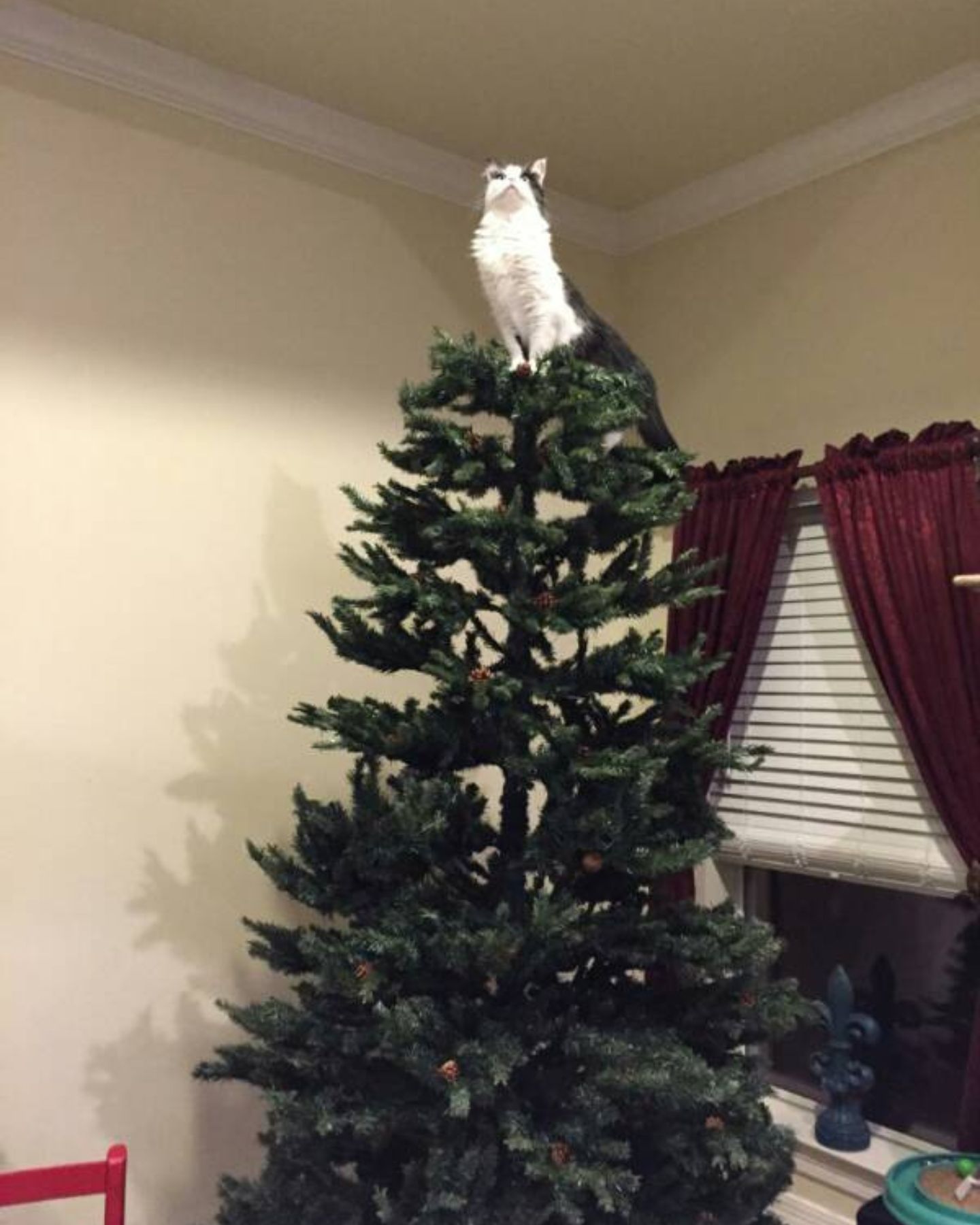 cat on top of the Xmas tree