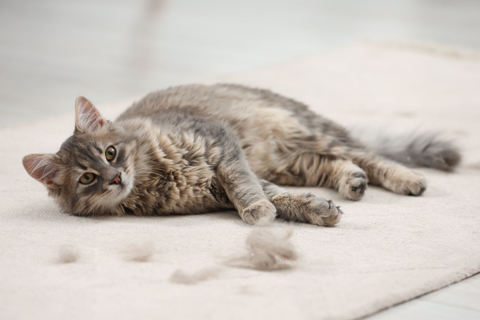 cat shedding