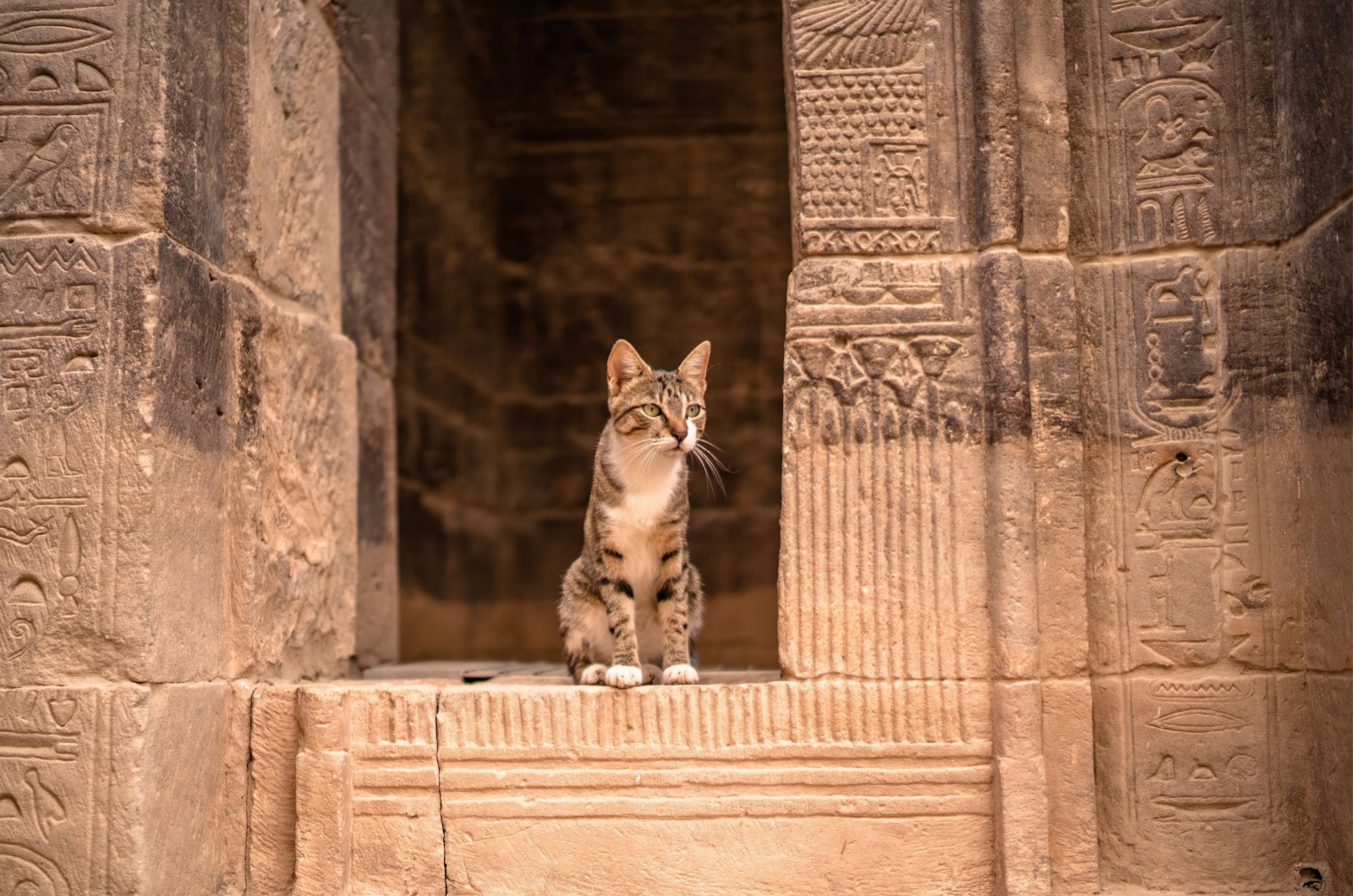 cat sitting on a wall