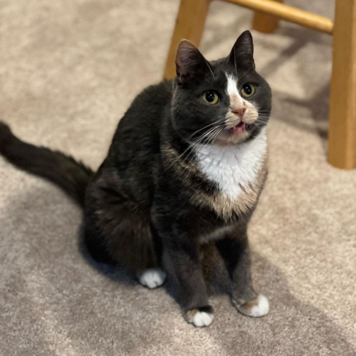 cat sitting on the carpet