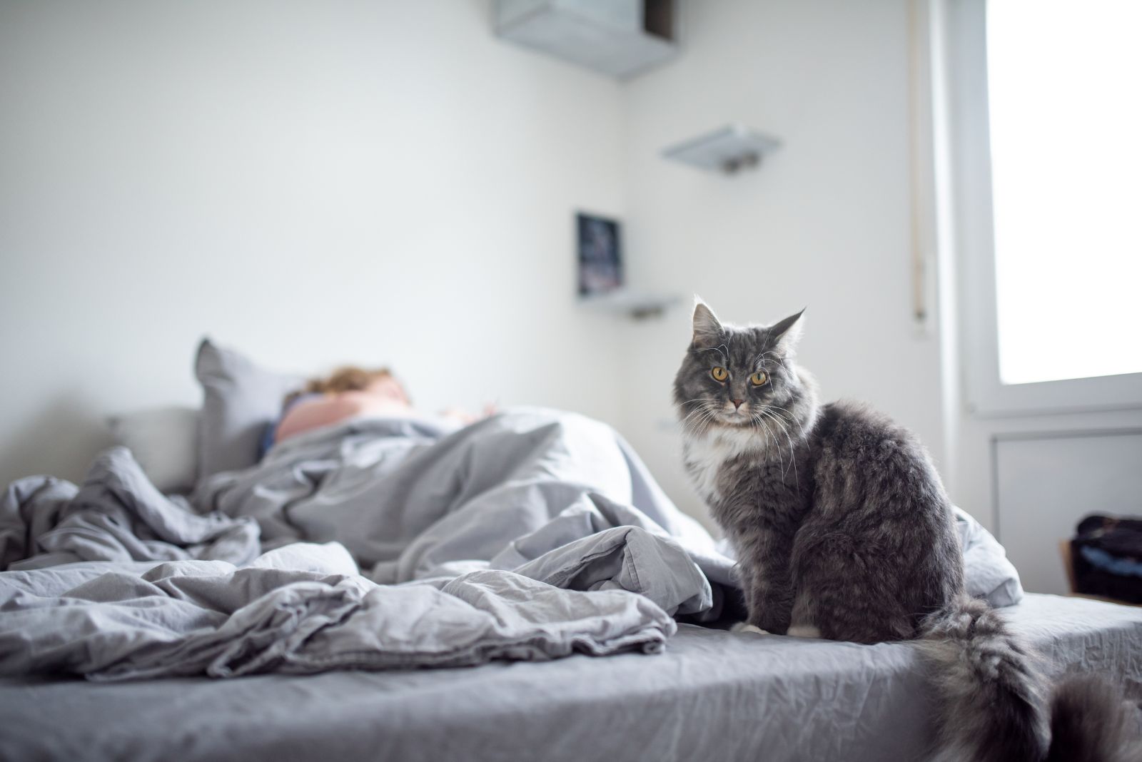 cat sitting while owner sleeps