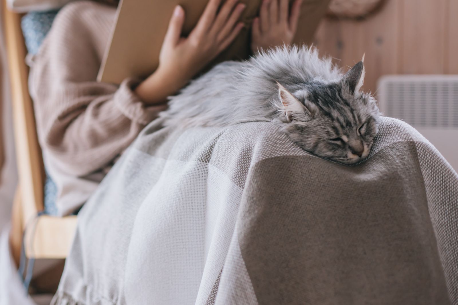 cat sleep on lap