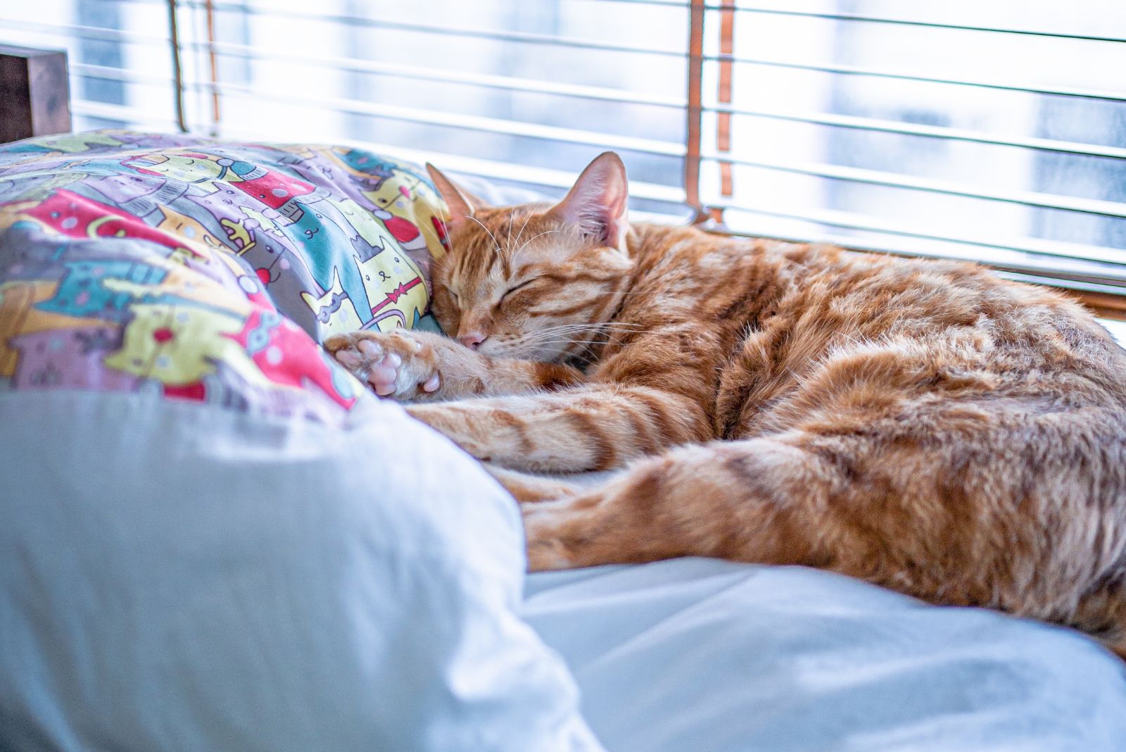 cat sleeping in bed