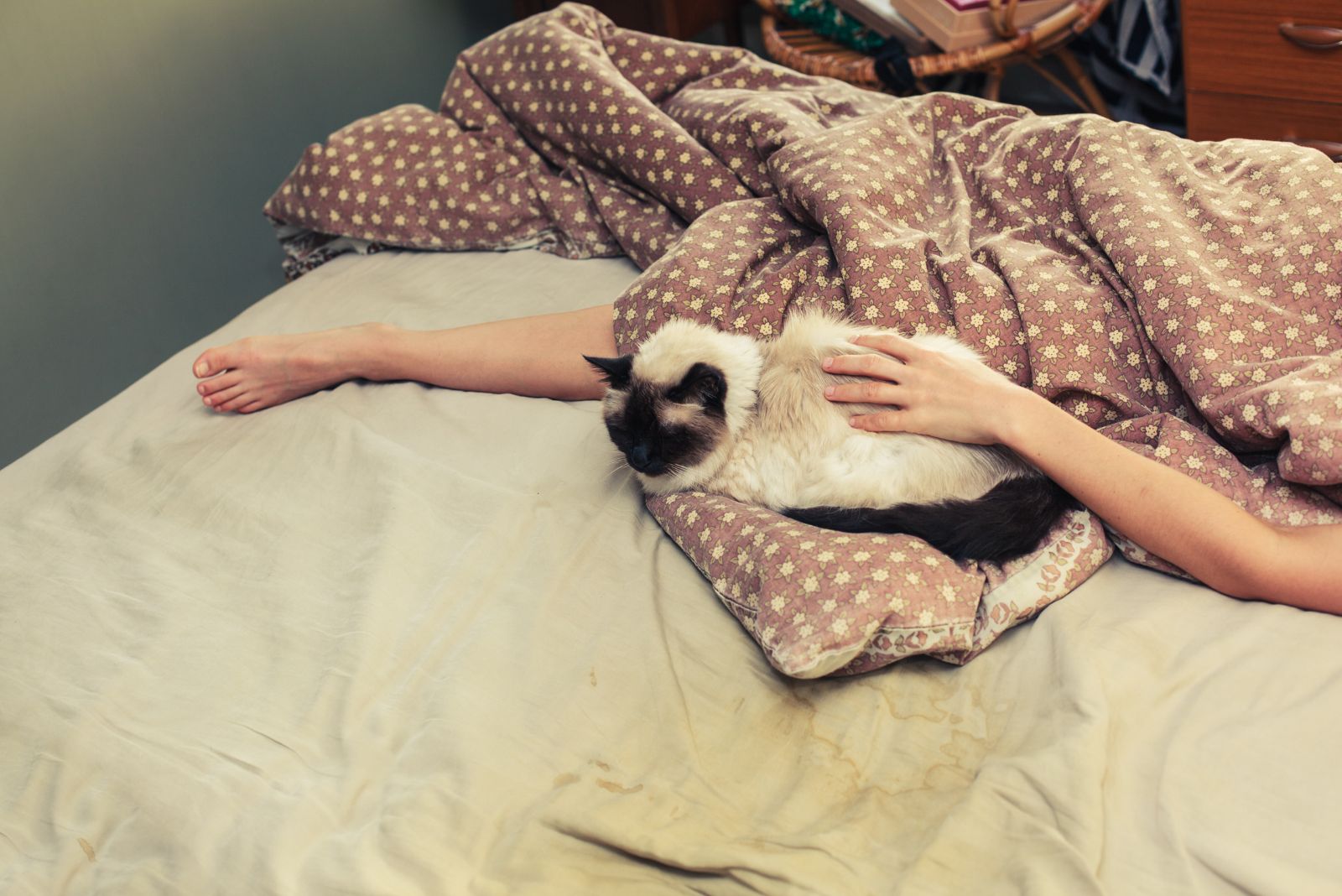 cat sleeping next to person